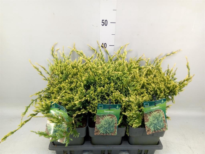 <h4>Juniperus squamata 'Holger'</h4>