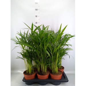 Dypsis lutescens ...Chrysalidoca