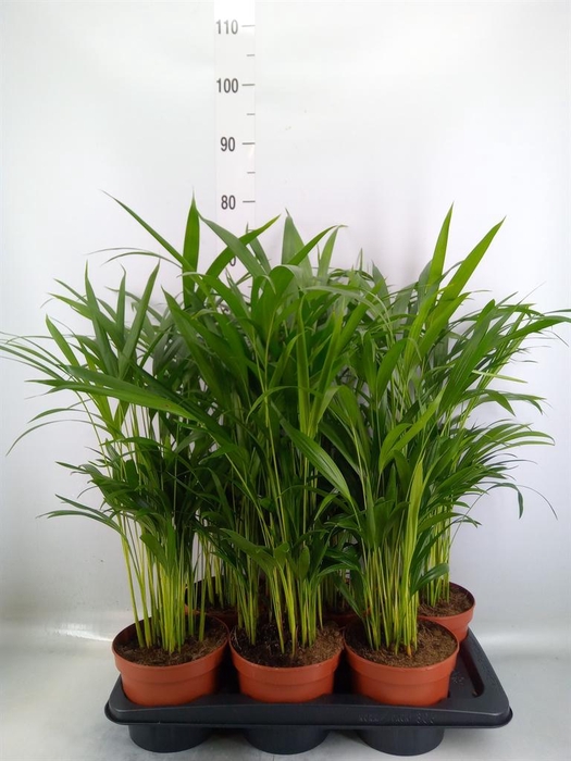 <h4>Dypsis lutescens   ...Chrysalidoca</h4>