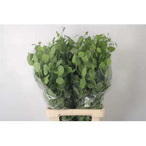 Lunaria Green Per Bunch