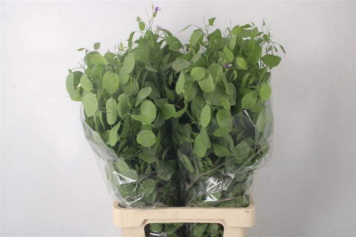 <h4>Lunaria Green Per Bunch</h4>