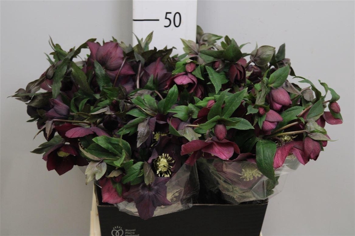 <h4>Hell Or Queens Red</h4>