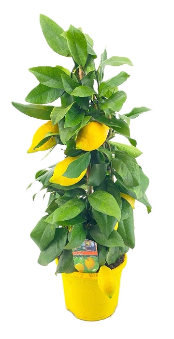 <h4>Citrus lemon piramide</h4>