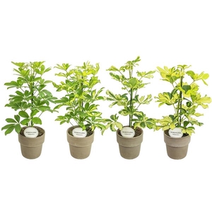 Schefflera arboricola overig