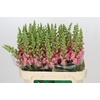 Antirrhinum Opus Pink