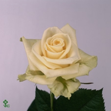 <h4>R GR NOVIA</h4>
