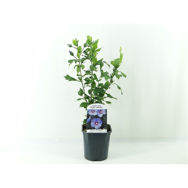 <h4>Hibiscus syr. Oiseau Blue</h4>
