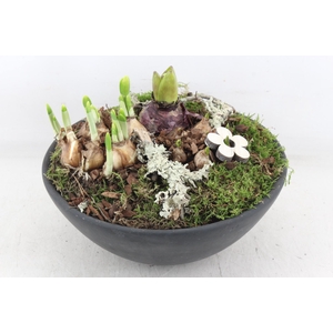 arr4 Bollenmix PL - Ker. ebbischaal x2