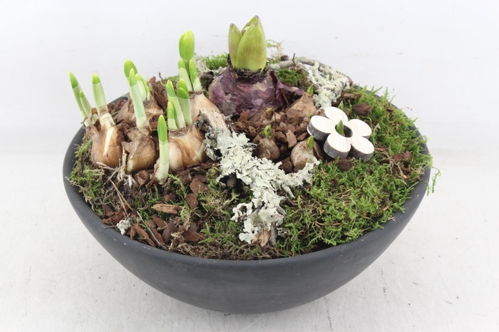 <h4>arr4 Bollenmix PL - Ker. ebbischaal x2</h4>