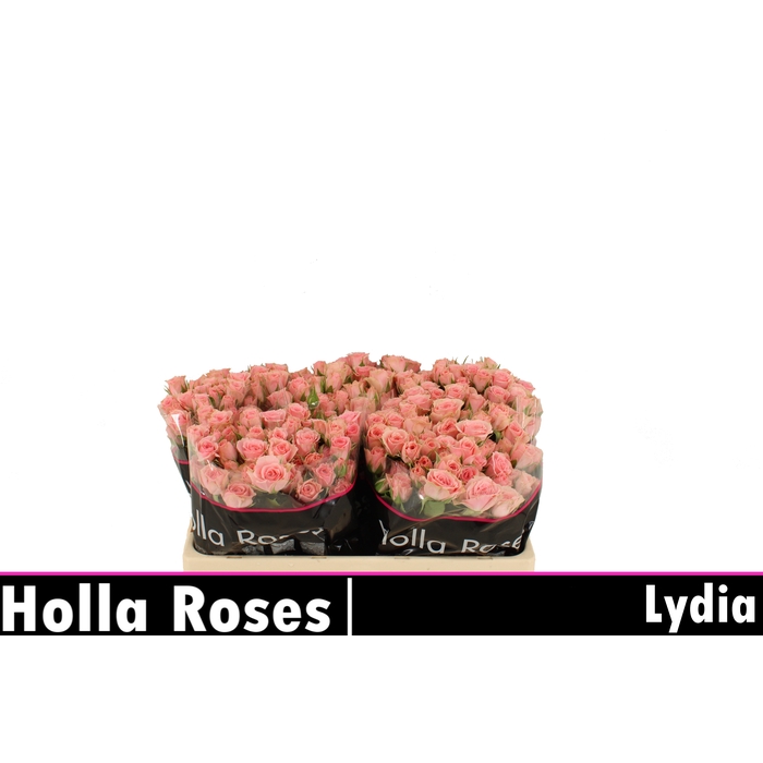 <h4>Lydia</h4>