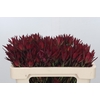 Leucadendron Blush Spray