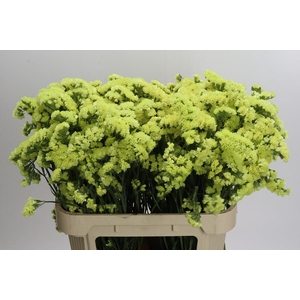 Limonium Star Eze