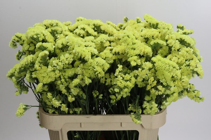 <h4>Limonium Star Eze</h4>