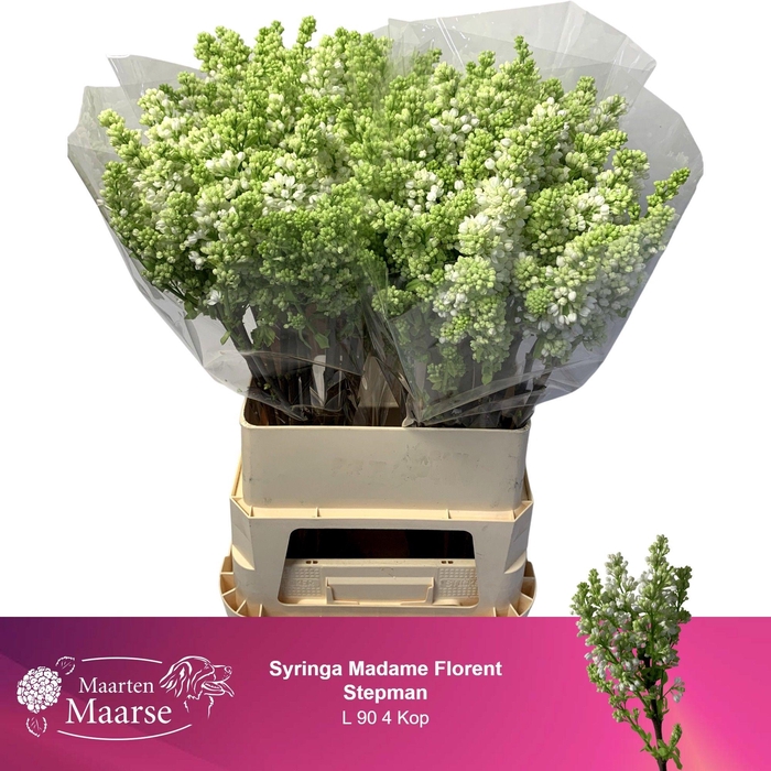 <h4>SYR V MME FL STEPMAN</h4>