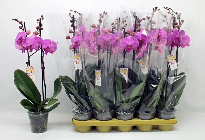 <h4>PHAL OV PAARS</h4>