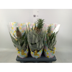 Ananas  'Mi Amigo'