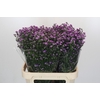 Aster Baby Pink