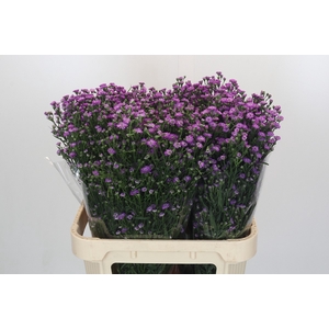 Aster Baby Pink