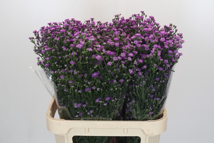 <h4>Aster Baby Pink</h4>