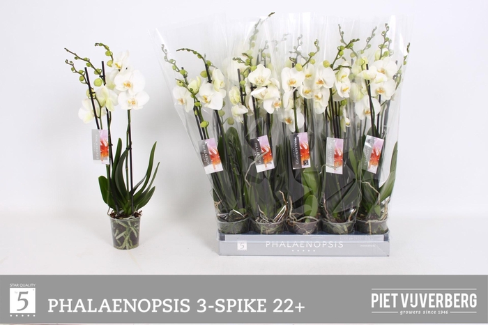 <h4>PHAL OV WIT</h4>