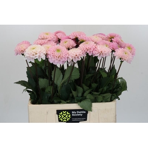 Dahlia Wizard of Oz