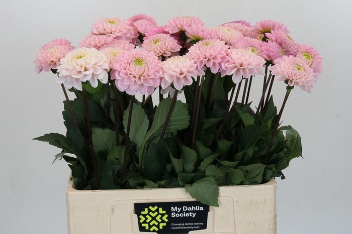 <h4>Dahlia Wizard of Oz</h4>