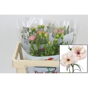 RAN BUTTERFL ARIADNE