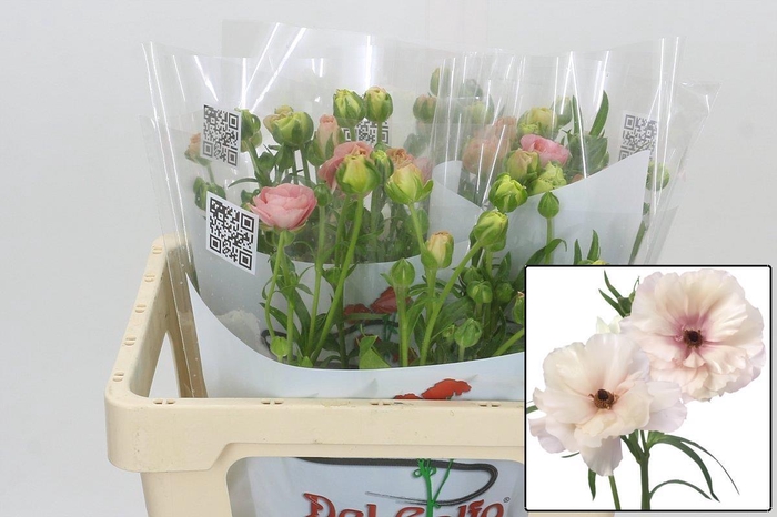 <h4>RAN BUTTERFL ARIADNE</h4>