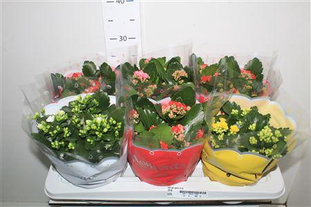 <h4>Kal Ge Gem 4 Kl</h4>