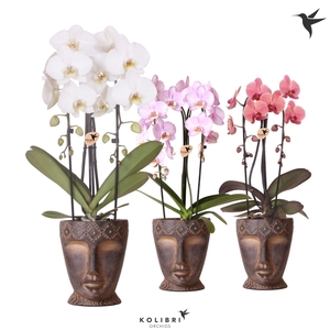 Kolibri Orchids Phalaenopsis Cascade Niagara Fallmix 2 spike in Totem Mask pot