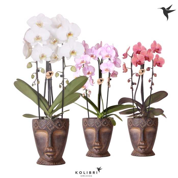 <h4>Kolibri Orchids Phalaenopsis Cascade Niagara Fallmix 2 spike in Totem Mask pot</h4>