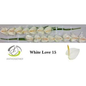 ANTH A WHITE LOVE 15