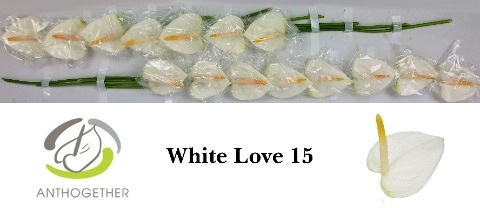 <h4>ANTH A WHITE LOVE 15</h4>