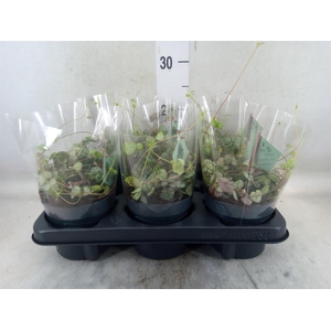 Ceropegia woodii 'Variegata'