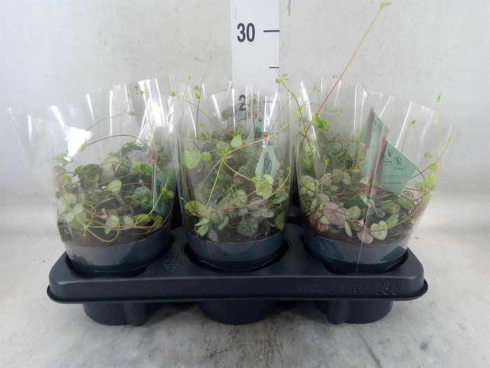 <h4>Ceropegia woodii 'Variegata'</h4>