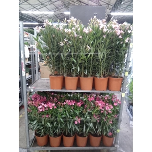 Nerium oleander   ...