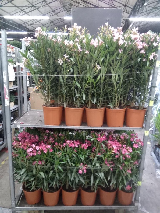 <h4>Nerium oleander   ...</h4>