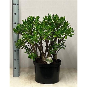 Crass Ovata