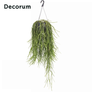 Rhipsalis kirbergii 21cm