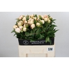 Paeonia Snow Mountain