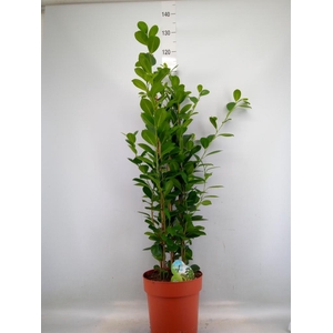 Ficus microcarpa 'Moclame'