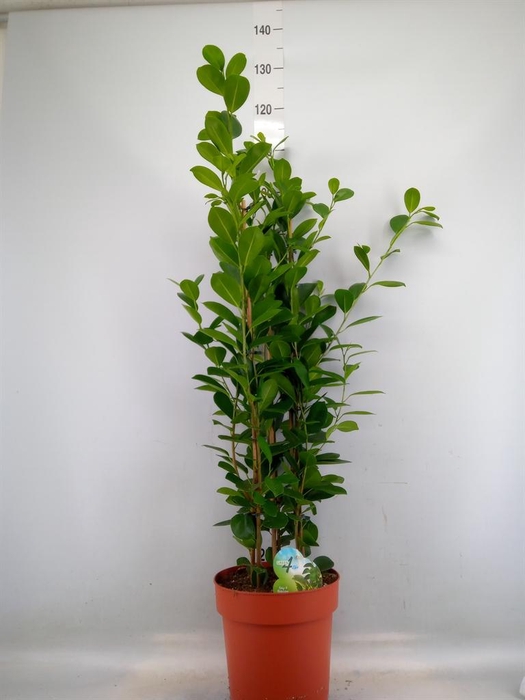 <h4>Ficus microcarpa 'Moclame'</h4>