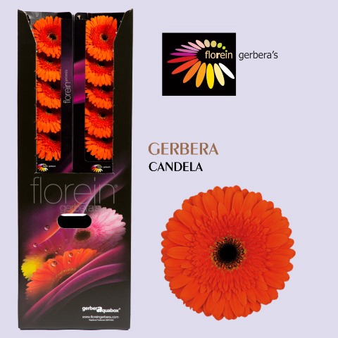 <h4>Gerbera Candela Aquabox</h4>