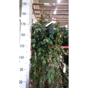 Aeschynanthus marmoratus