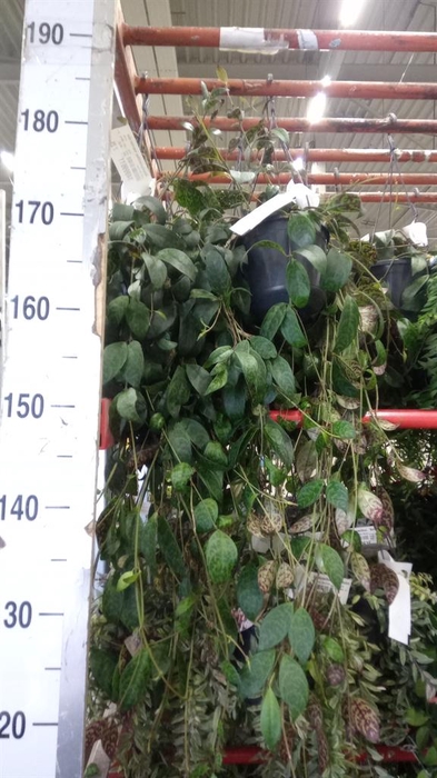 <h4>Aeschynanthus marmoratus</h4>