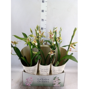 Aliceara  'Renaissance White'