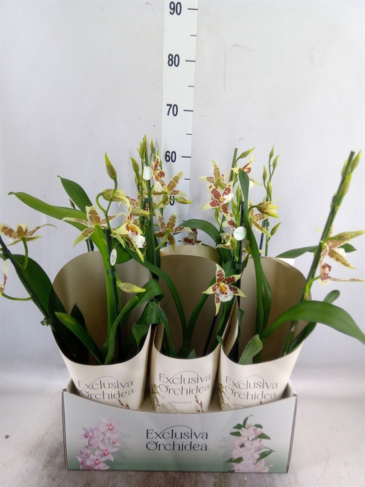 <h4>Aliceara  'Renaissance White'</h4>