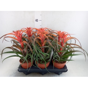 Tillandsia capitata 'Hermosa'