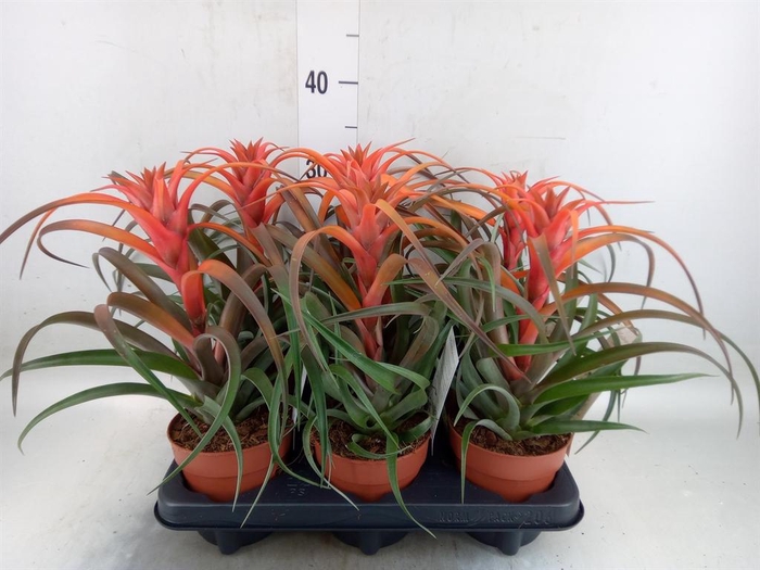 Tillandsia capitata 'Hermosa'