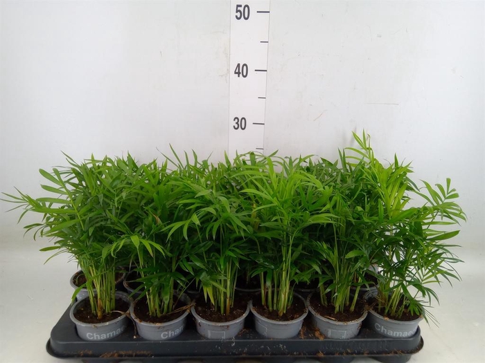 <h4>Chamaedorea elegans</h4>